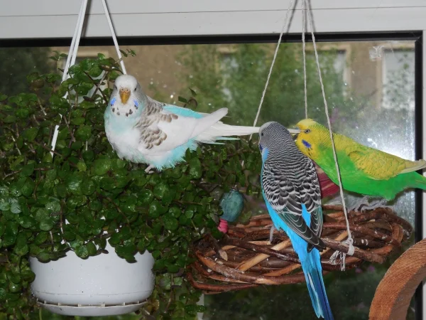 Wellensittich-Bild: Nicht nur Bella und Blue sind begeistert, Swern will natürlich auch naschen.