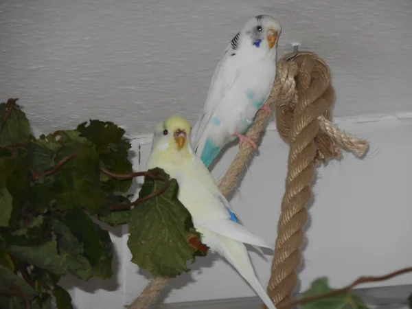 Wellensittich-Bild: Die beiden süßen Hennen verstärken nun unseren kleinen Schwarm. Mal sehen, wann sie dem ersten Herren den Kopf verdreht haben.