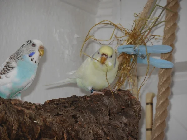 Wellensittich-Bild: Bella und Fiennchen verstehen sich gut und die neue Korkröhre finden sie beide Klasse. 