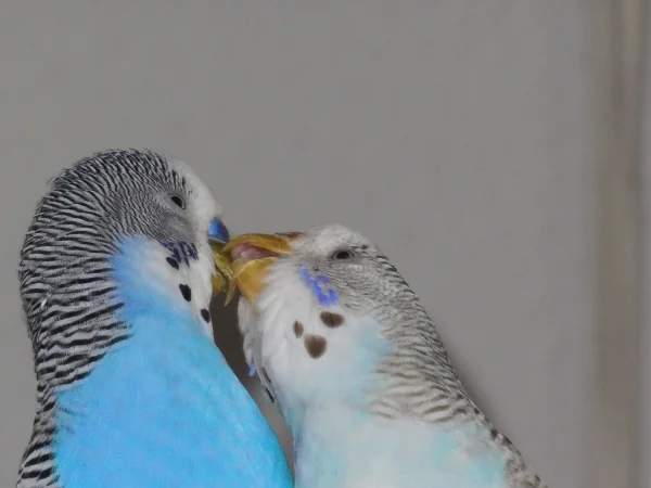 Wellensittich-Bild: Bella möchte ihren Blue putzen und füttern.