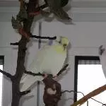 Pluschbacke Fiennchen