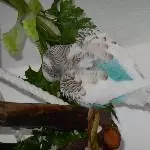 Badebella
