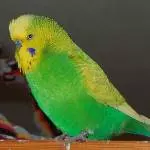 Herzbube