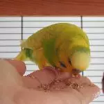 Körner aus der Hand ...