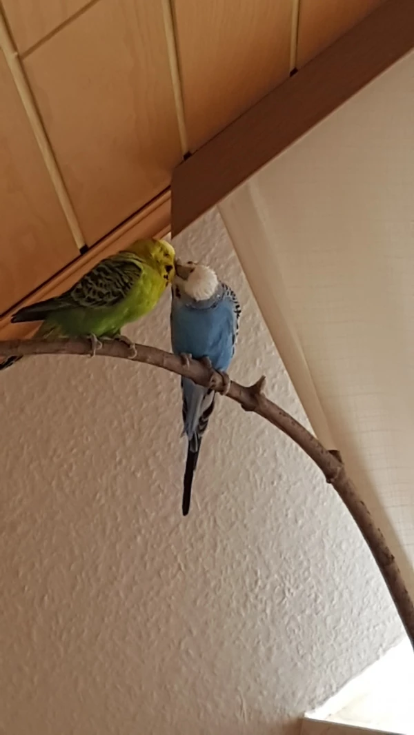 Wellensittich-Bild: Coco genießt es, sich von Hubsi füttern zu lassen