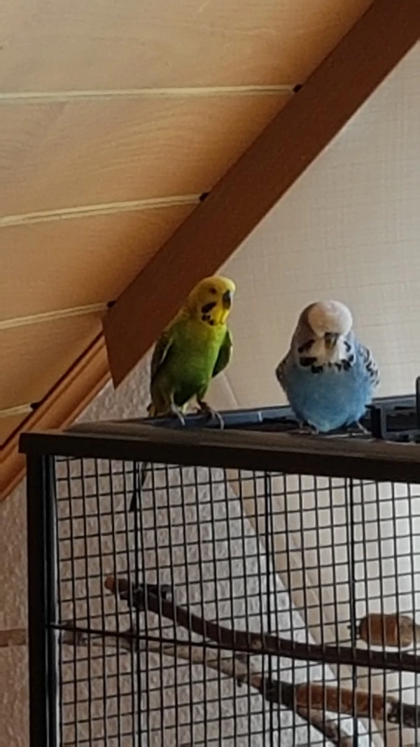 Wellensittich-Bild: Hubsi und Coco genießen die Aussicht.