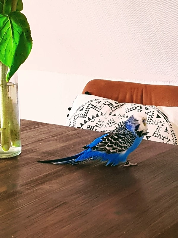 Wellensittich-Bild: Ich bin heute eingezogen! Mal schauen, was mein neues Heim so hergibt.. 