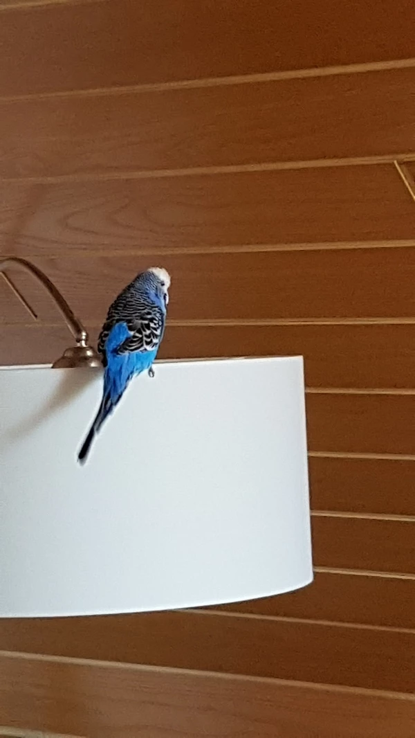 Wellensittich-Bild: Coco findet die Lampe einfach super.