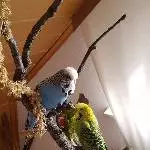 Coco & Hubsi machen Siesta