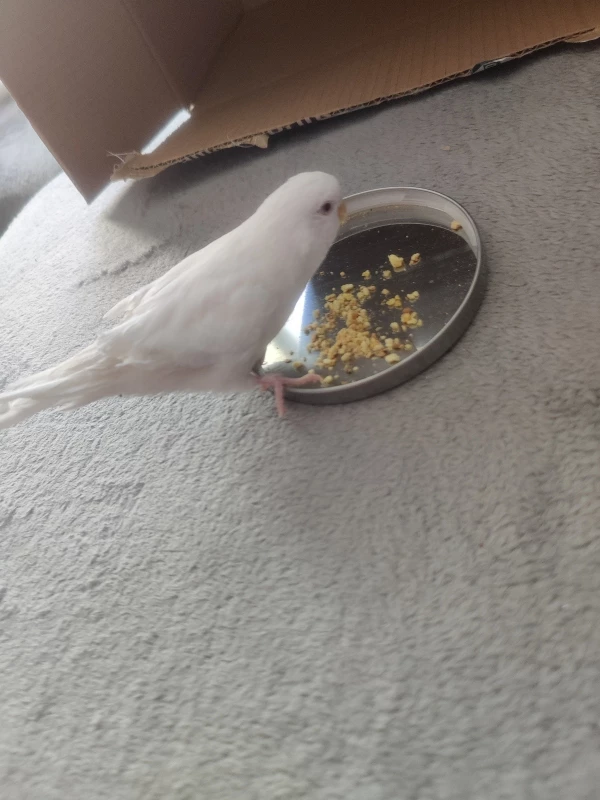 Wellensittich-Bild: Das ist Kira beim Naschen