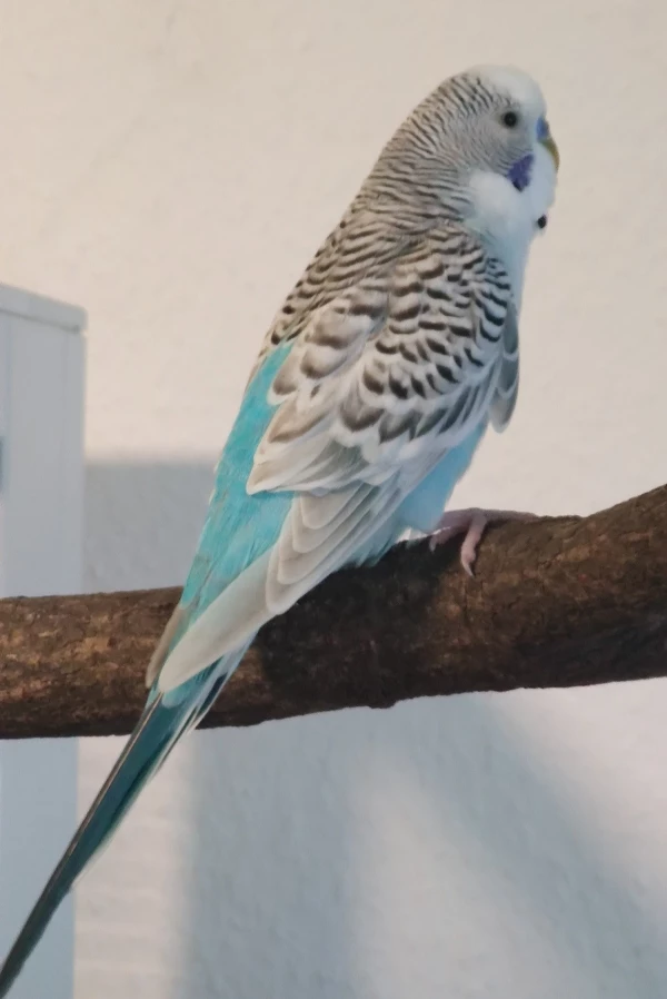Wellensittich-Bild: Die Junge Fluffkugel auf einem der neuen Perches