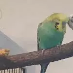 Brüderliche Liebe