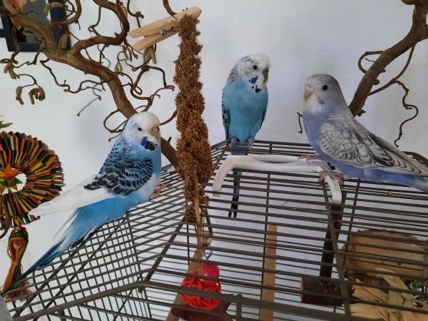 Wellensittich-Bild: Das neue Trio