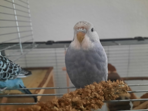Hildi