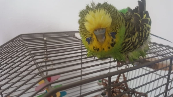 Wellensittich-Bild: Bubi nach einem Bad 