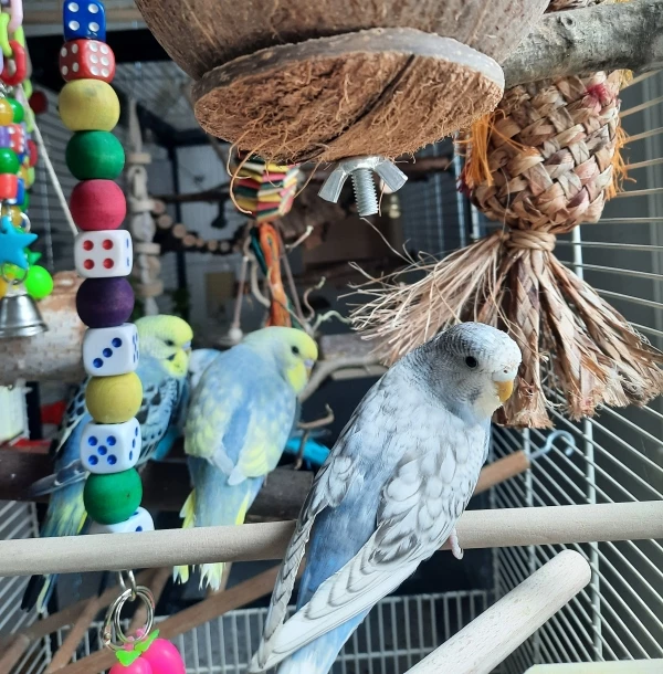 Wellensittich-Bild: Hildi, Sergio und Pablo..denken sich auch nur ihren Teil :) 
