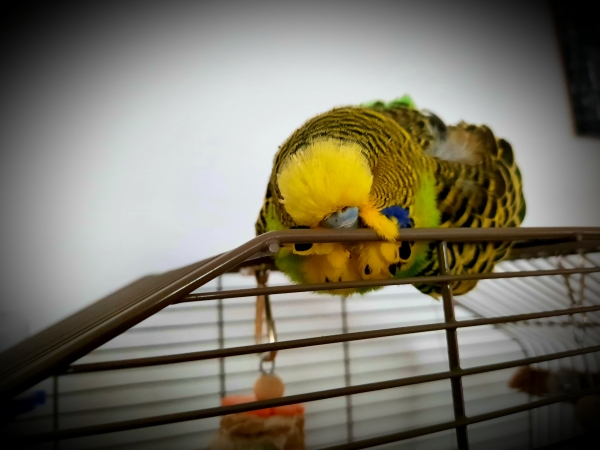 Bubi