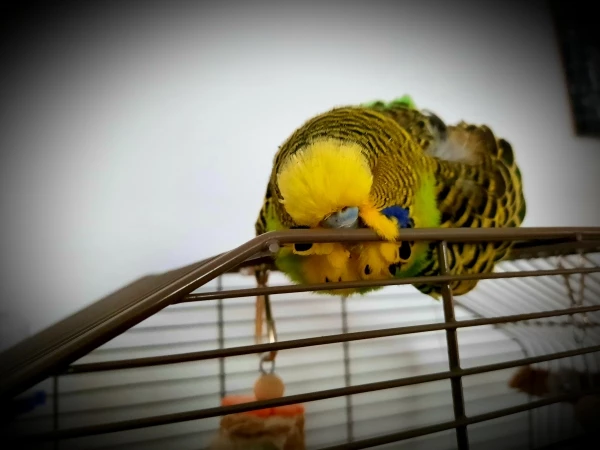 Wellensittich-Bild: Bubi beim Chillen