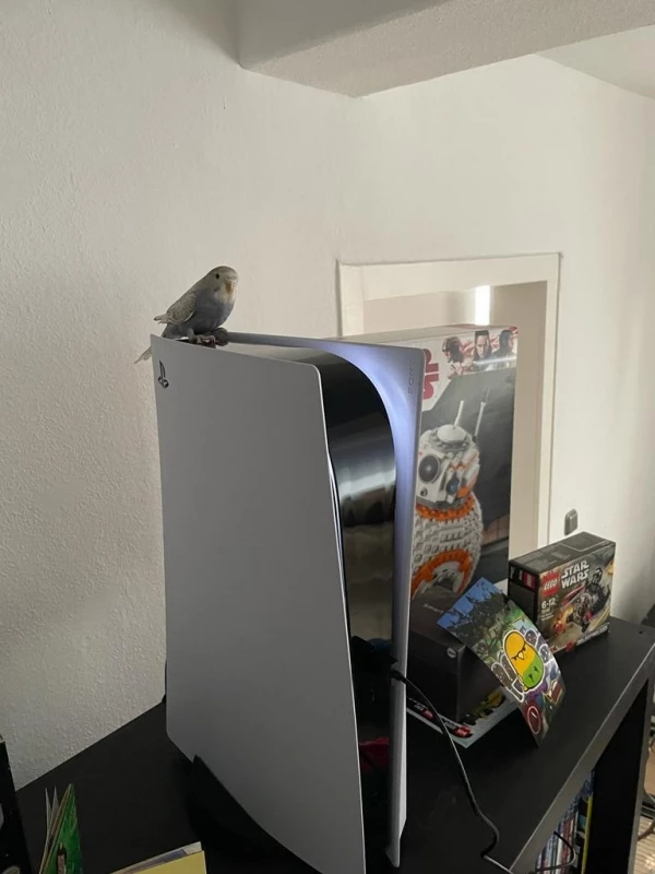 Wellensittich-Bild: Hildi auf der neuen Playstation. Sie wirkt jedenfalls winzig auf dem Teil, naja mal sehen was sie spielen möchte.