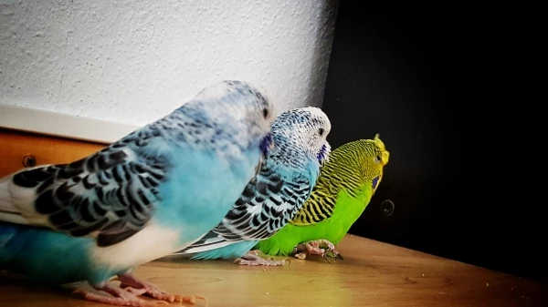 Wellensittich-Bild: Das Trio 