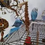 Bonnie, Clyde und Hildi