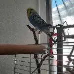 Pablo, der Pirat