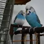 Clyde und Bonnie watching you :) 