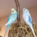 Welli & Coco