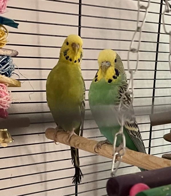 Wellensittich-Bild: Mein absolutes Lieblingsbild. Als würden die beiden extra Lächeln für die Kamera :) 
Neuer Spitzname: meine Hähnchen :D