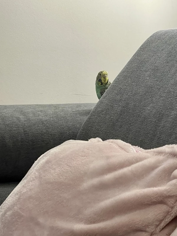 Wellensittich-Bild: Joko hat hinter der Couch verstecken gespielt :-) 