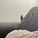 Die Couch ist eben am bequemsten 