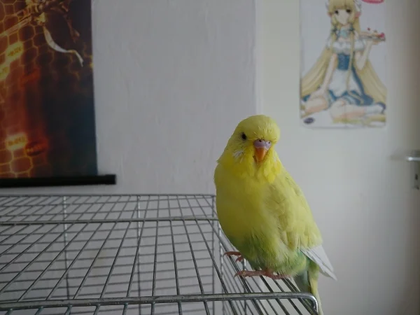 Wellensittich-Bild: mein hübscher Flauschi :)