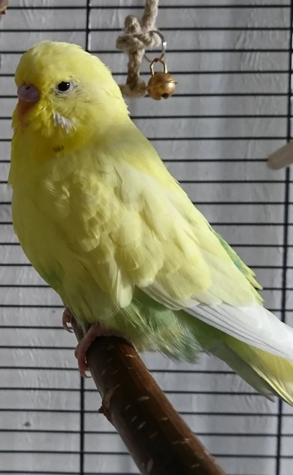 Wellensittich-Bild: Loki ein wenig am entspannen, 3 mädels halten ihn gerne mal auf trapp.