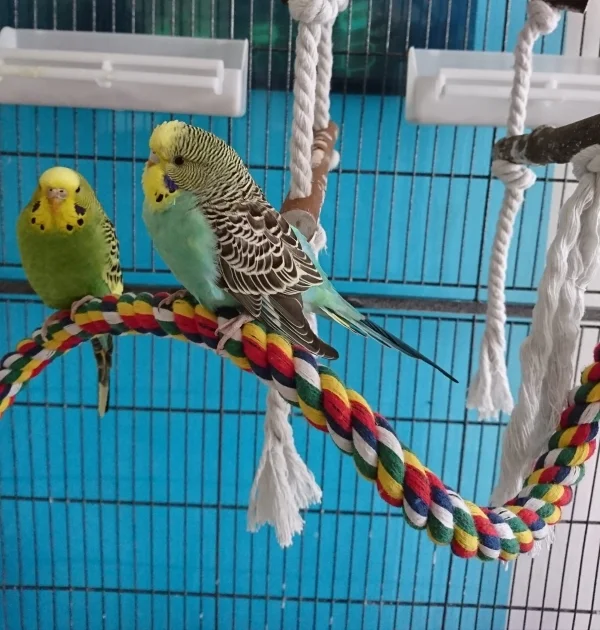 Wellensittich-Bild: links ist Lilu und Uta lässt oft ihre Flügel so hängen. Ob das normal ist? 