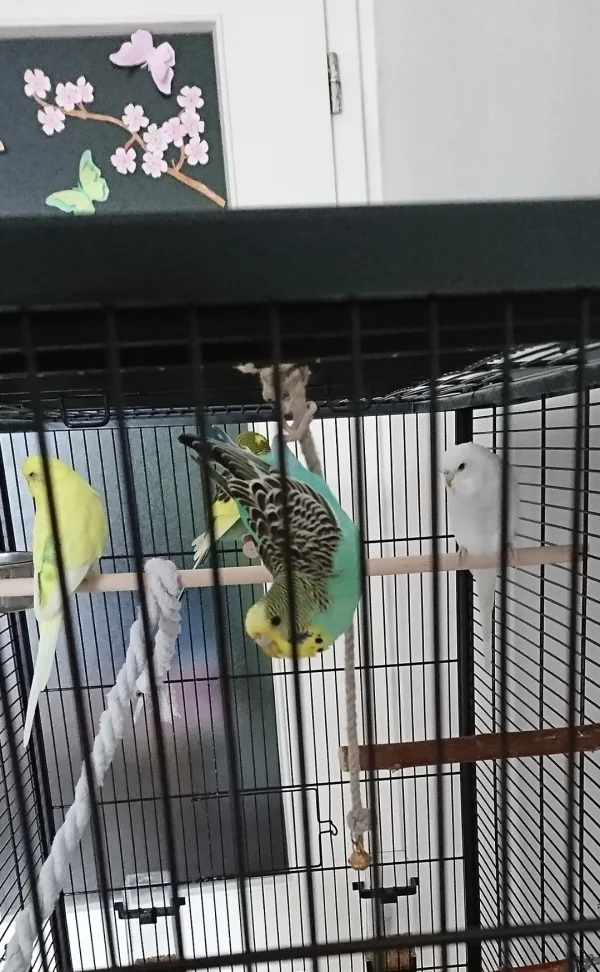 Wellensittich-Bild: Die einrichtung is noch etwas fad, neues kommt bald, musste alles neu Bestellen. Aber Uta macht das Seil mit dem Glöckchen schonmal richtig Spaß. Am meisten is da immer Yuki dran. Gestern sogar zu 2. xD