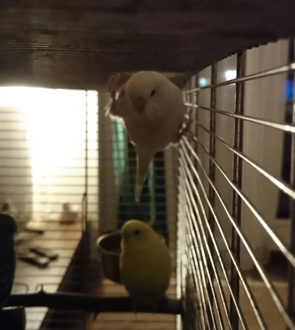 Wellensittich-Bild: Also, ich kann mir nicht vorstellen, dass dies bequem sein soll xD
Aber habe schon öfters diese Haltung bei ihr gesehen.