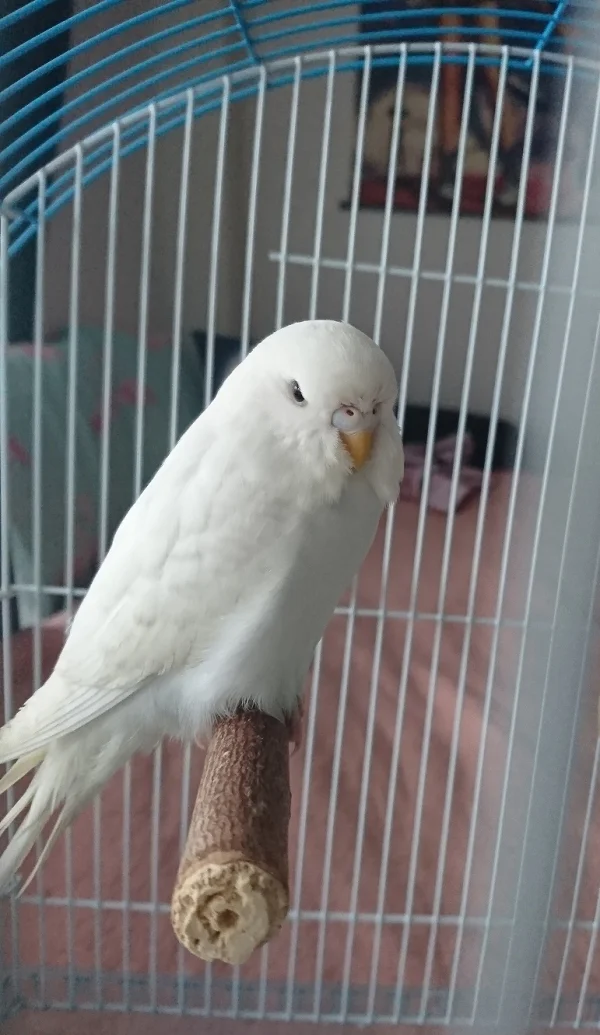 Wellensittich-Bild: Das Bild ist noch vom Tag der abholung, ende Januar diesen Jahres. Die süße Yuki.