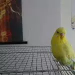 Sonnenschein Loki