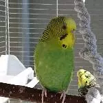 Hübsche Lilu