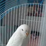 kleine süße Schneefeder