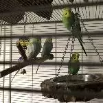 Piolines Welligang