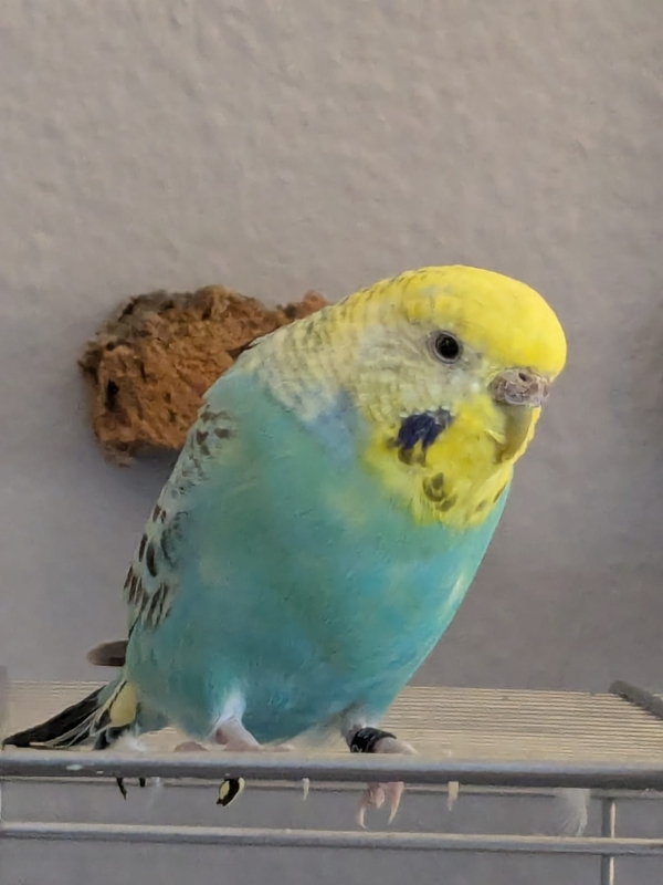PHPSESSID