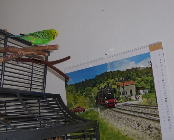 Wellensittich-Bild: Fritzchen möchte gerne wissen, wo der Zug auf dem Kalender hinfährt.