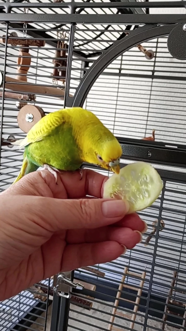 Wellensittich-Bild: Vor ein paar Wochen hat Erna ihre Scheu überwunden und kommt zum Gurke futtern auf den Finger.