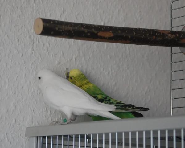 Wellensittich-Bild: Die Tapete scheint den beiden zu schmecken. Inzwischen steht der Käfig einige Zentimeter von der Wand weg. 