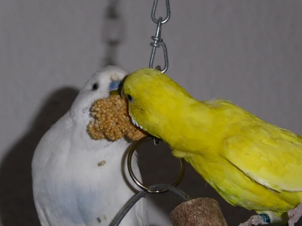 Wellensittich-Bild: Die beiden naschen gemeinsam an einem Stückchen Hirse