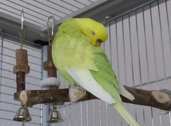 Wellensittich-Bild: Ein kleines Nickerchen muss ab und zu mal sein!