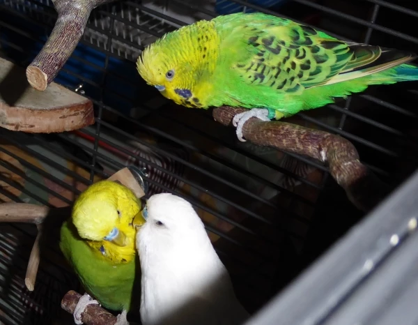 Wellensittich-Bild: Fritzchen schaut, wie Johann und Paulchen unter ihm schmusen 