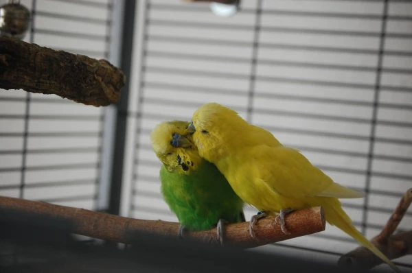 Emil und Fritzchen haben sich lieb