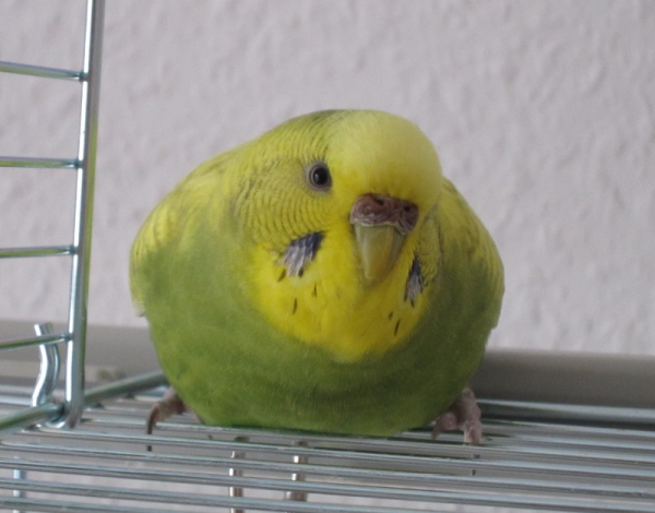 Erna